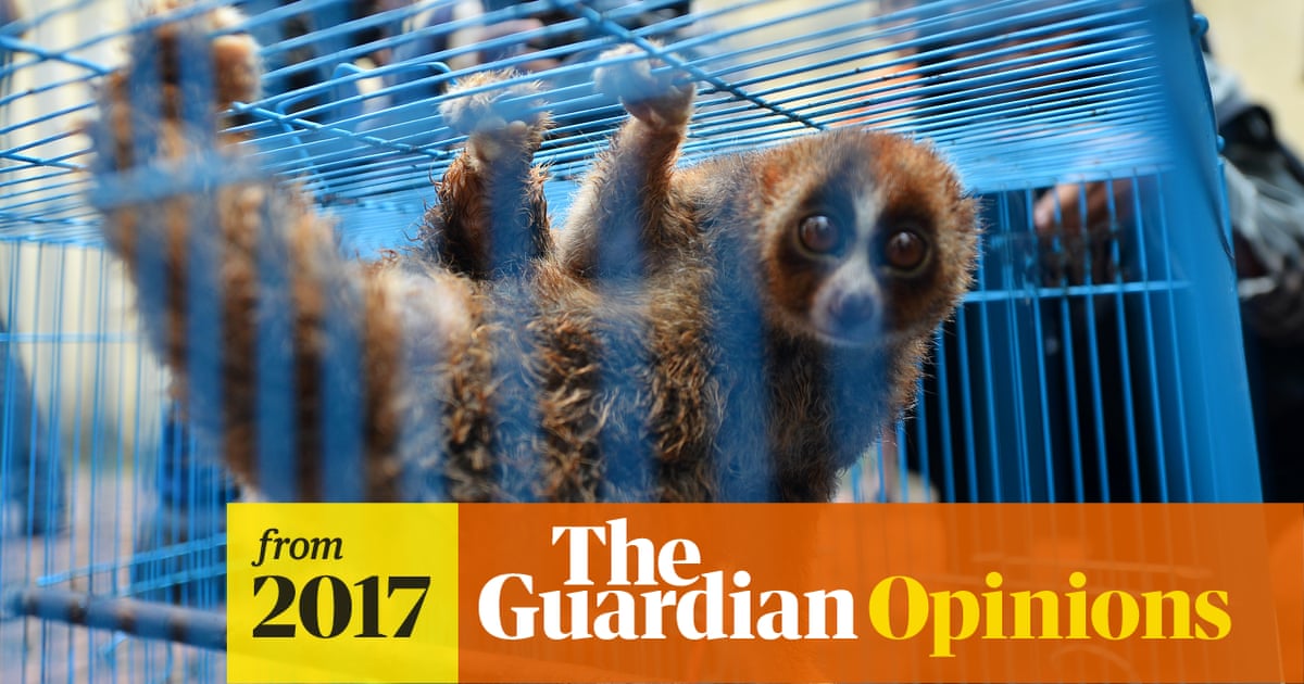 There's nothing cute about it. The animal stars of viral videos are being  abused | Chas Newkey-Burden | The Guardian