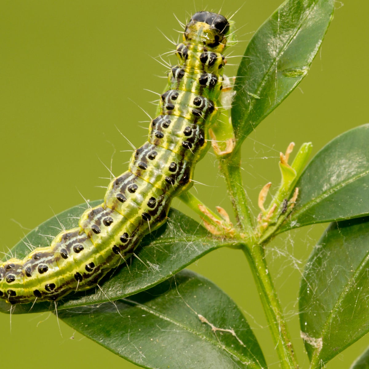 Invasive hedge-eating caterpillar tops UK garden pest poll ...