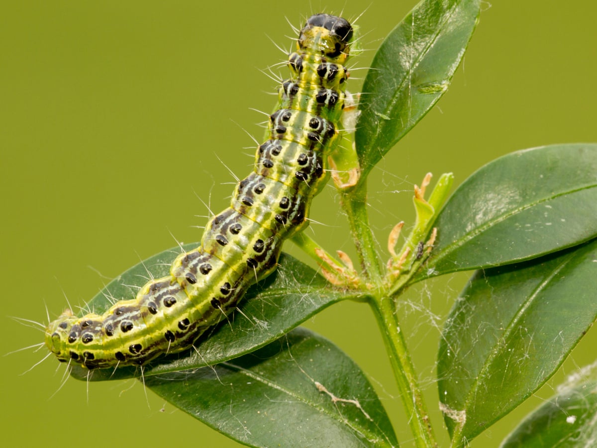 Invasive hedge-eating caterpillar tops UK garden pest poll ...