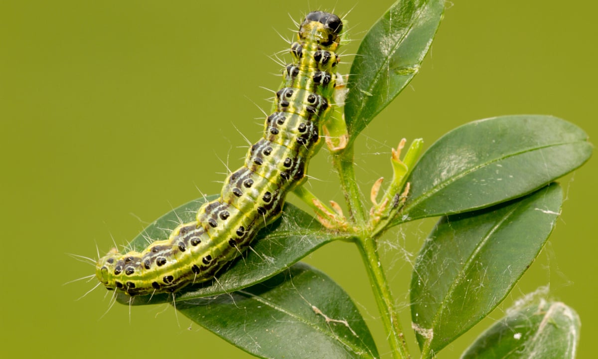 Invasive hedge-eating caterpillar tops UK garden pest poll ...