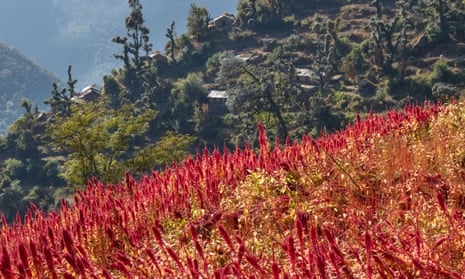 A field of red amaranth on a Himalayan mountain, in Uttarakhand, India.