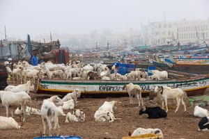 Sheep and goats climb on boats