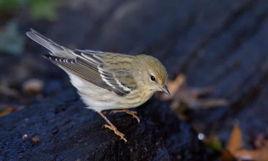 Male blackpoll warbler in New York City's Central Park.