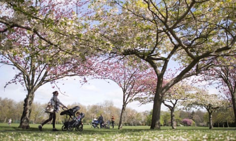Mothers wheel their babies in prams under the blossoms on a sunny morning in Battersea Park in London.