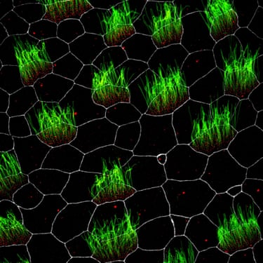 A172 Embryonic Xenopus skin cells, showing cilia (green), centrioles (red), and cell membranes (white)