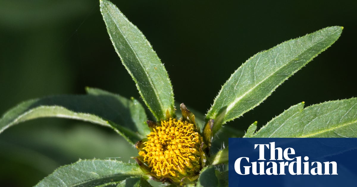 Country diary: Wetland plants have prospered this year – and I love this understated beauty | Sarah Lambert