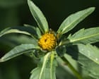 Wetland Plants Thrive Amidst National Struggles