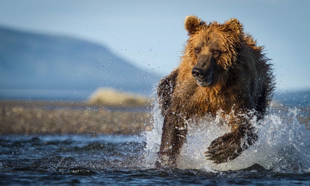 A brown bear hunts for salmon in Alaska.