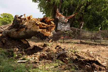 A huge uprooted tree