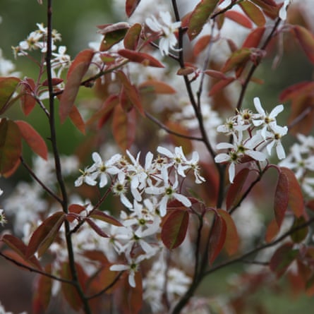 Amelanchier lamarckii, snowy June berry, www.crocus.co.uk