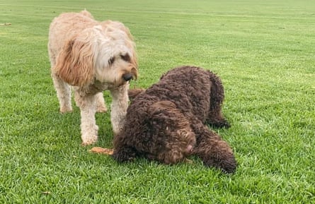 Lola and Frankie play together in Sydney.