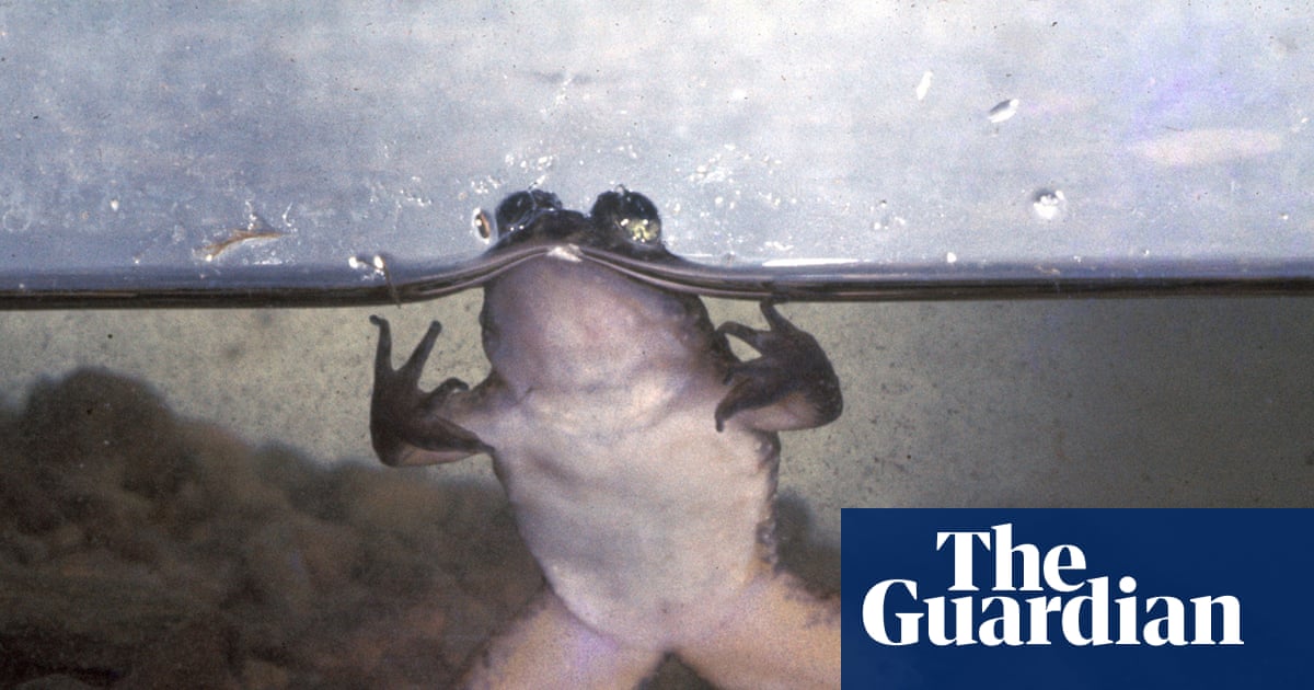 The premier, the poet and the fight to save an extraordinary Australian frog