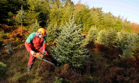 forester cuts down a Fraser fir tree