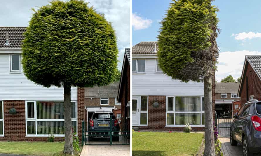 Cut-down conifer becomes Sheffield attraction after neighbour dispute   Sheffield  The Guardian