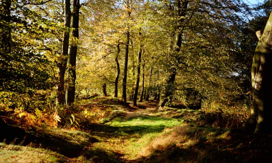 Cheshire; Nether Alderley, autumn path through woodland. UK.
