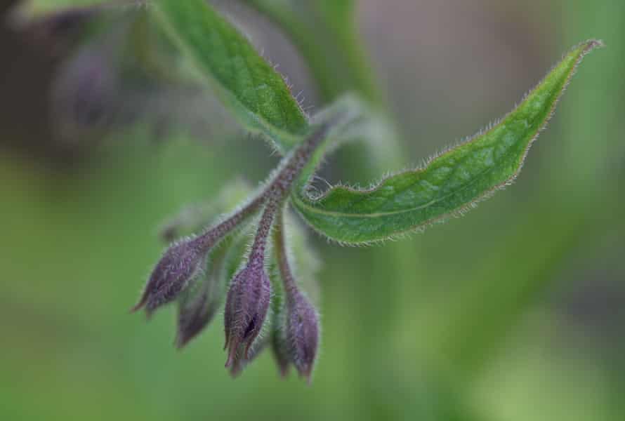A close up shot of a comfrey flower, which acts as a great pollinator attractant.