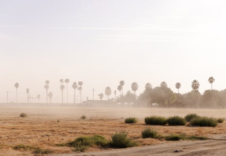 desert site with palm trees in the background