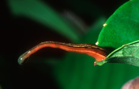 Itchy, yucky, unpleasant': wet weather brings leech invasion to NSW suburbs | New South Wales | The Guardian Itchy, yucky, unpleasant': wet weather brings leech invasion to NSW suburbs | New South Wales | The Guardian