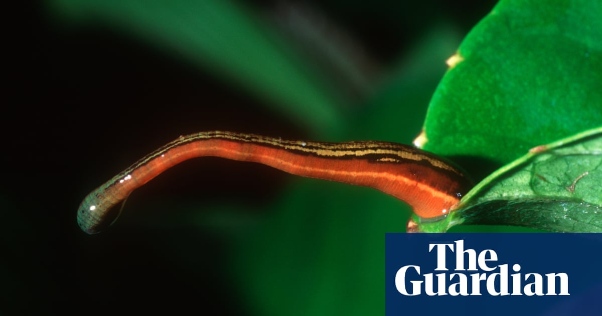 ‘Itchy, yucky, unpleasant’: wet weather brings leech invasion to NSW suburbs