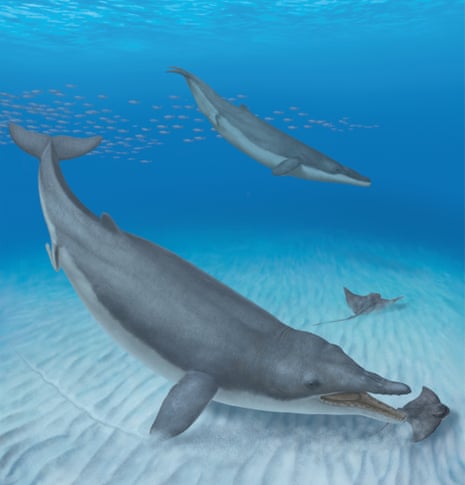Two Mystacodon selenensis individuals diving down to catch eagle rays along the seafloor of a shallow cove off the coast of present-day Peru.