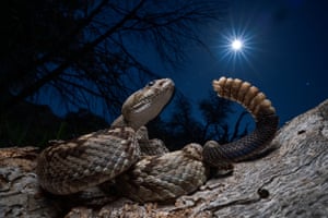 A black-tailed rattlesnake at night
