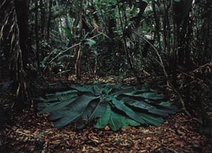 Richard Long’s A Circle in the Amazon, Brazil, 2016.