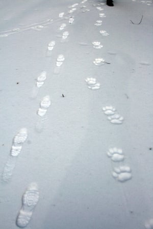 The tracks of an Amur tiger on a frozen river in the Russian far east