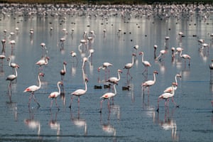 Flamingos forage for food in Sebkhat Sijoumi in Tunis, a lake that retains water year-round and serves as a vital refuge for thousands of migratory and wintering birds despite steadily declining water levels