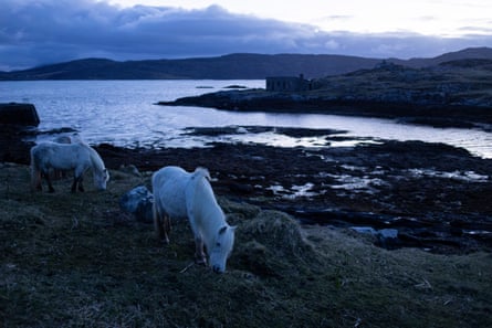 Three ponies grazing near a stony beach in the half-light