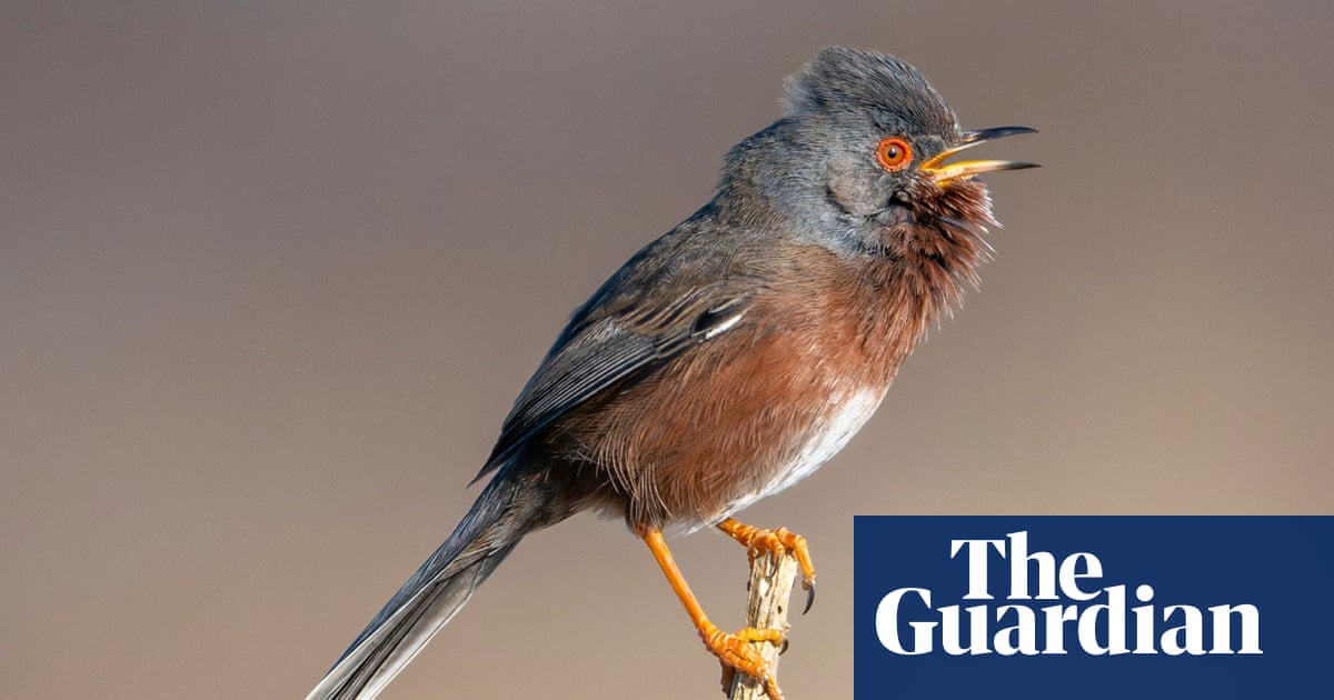 Dartford Warbler Wokes Up, Finally: Birdbros Score a Win Against the Eco-Doom Narrative