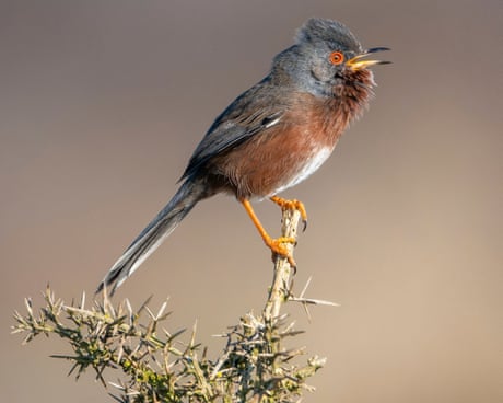 Dartford warbler stages a comeback 60 years after almost vanishing