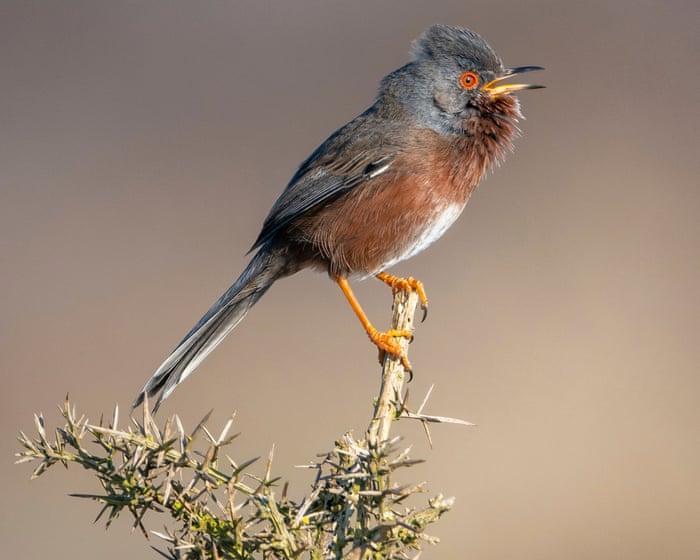 Dartford warbler stages a comeback 60 years after almost vanishing