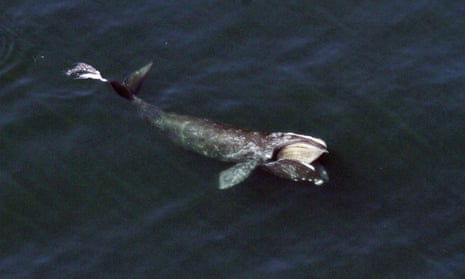 A right whale feeding just below the surface of Cape Cod Bay offshore from Wellfleet, Massachusetts.