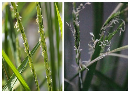 Left: Rice crops that will be heated at an extreme temperatures at nightfall at Arkansas State University. Right: The flowering stage of rice crops during extreme temperatures at nightfall.