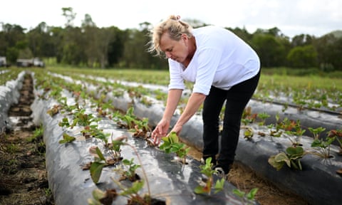Mandy Schultz on her strawberry and herb farm in the electorate of Longman, which is marginally held by the Liberal National party