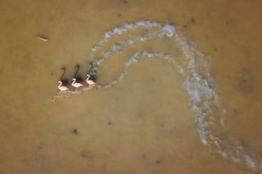 An aerial shot of three flamingos in muddy water with a trail behind them showing their movement