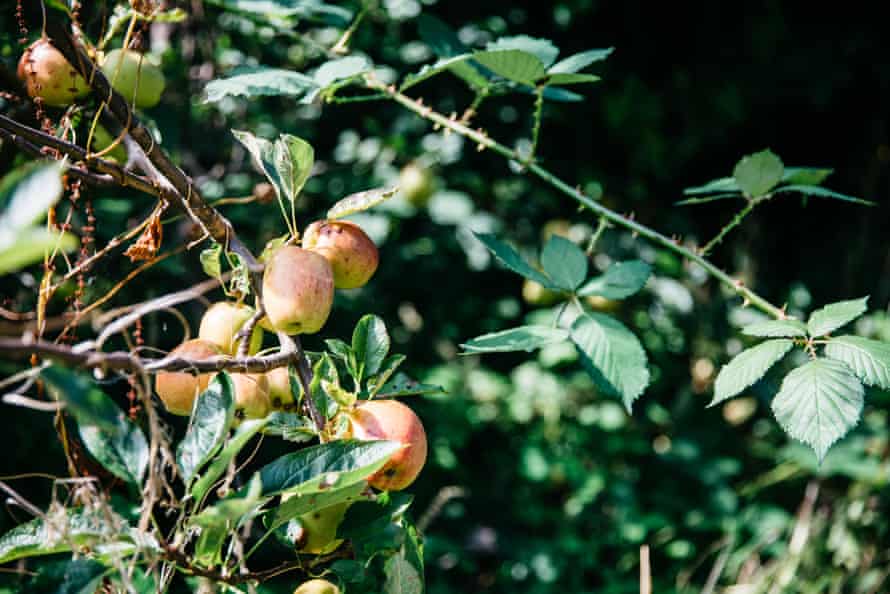 Apples grow in St Edwards Church, Plymouth – part of the Living Churchyards project.