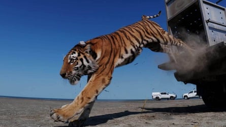 A tiger leaps from an enclosure on the back of a vehicle in a spray of dust.