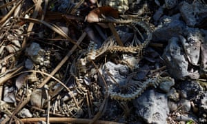 A small snake skeleton lies on the ground in Florida City