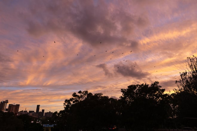 Australia’s flying foxes are ‘curious, gentle and intelligent’ – and often misunderstood Grey-headed flying foxes take flight over the Adelaide CBD at dusk.Photograph: Sia Duff/The Guardian
