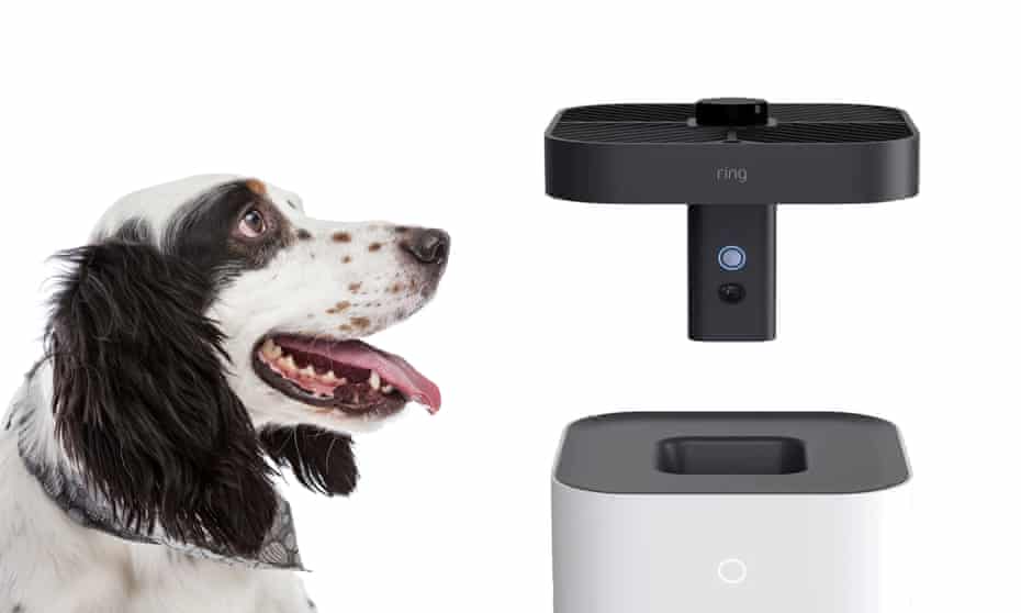 amazon ring drone with an english setter looking at it