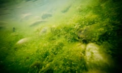 Algal blooms