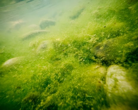 Algal blooms