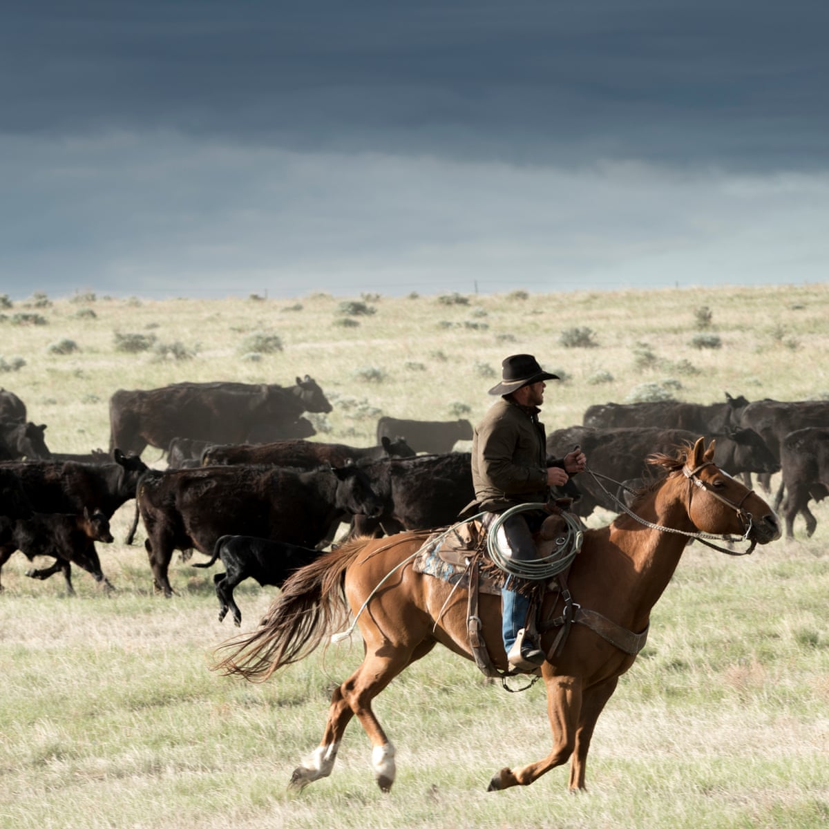 How Open Range Ranching Applies to Non-Ranchers - Countryside