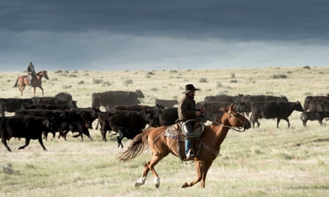 Rancher Wayne French flanks a group of cows during a roundup in Phillips County, Montana.