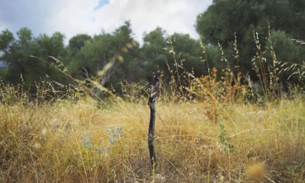 A stick marks the grave of a migrant buried in the Kato Tritos cemetery on the Greek island of Lesbos