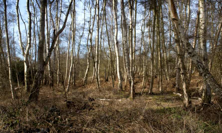 The largest silver birch woodland in lowland England is at Holme Fen - it was created when Whittlesea Mere was drained in the 1850s.