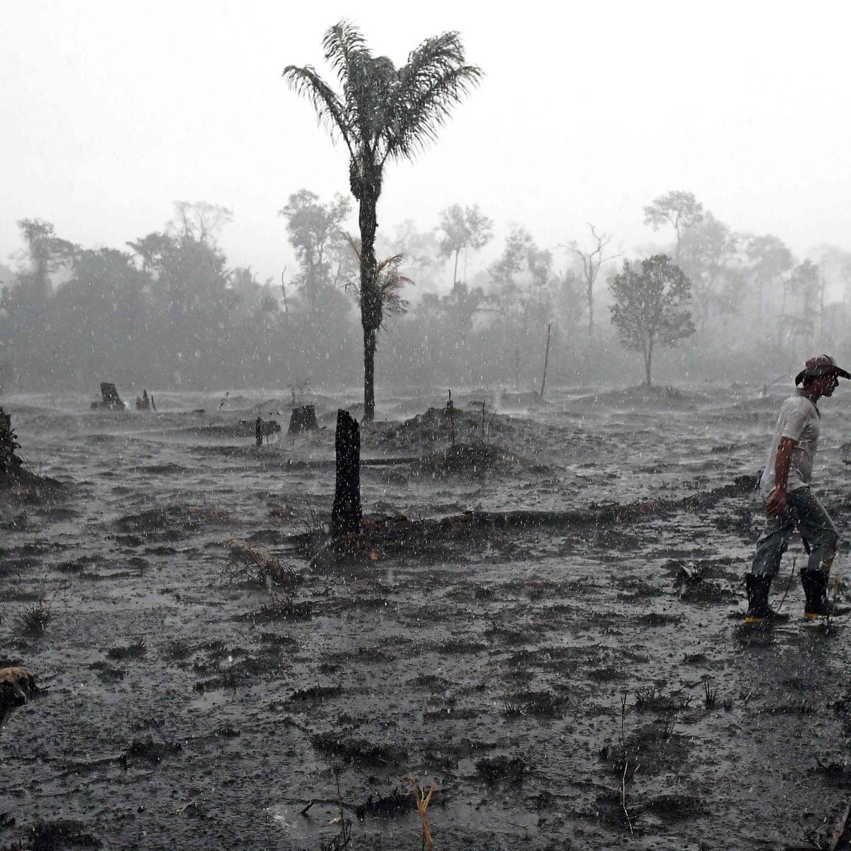 The Amazon Rainforest Is Losing About 10 000 Acres A Day Soon It Will Be Too Late Kim Heacox The Guardian The Amazon Rainforest Is Losing About 10 000 Acres A Day Soon It Will Be Too Late Kim Heacox The Guardian