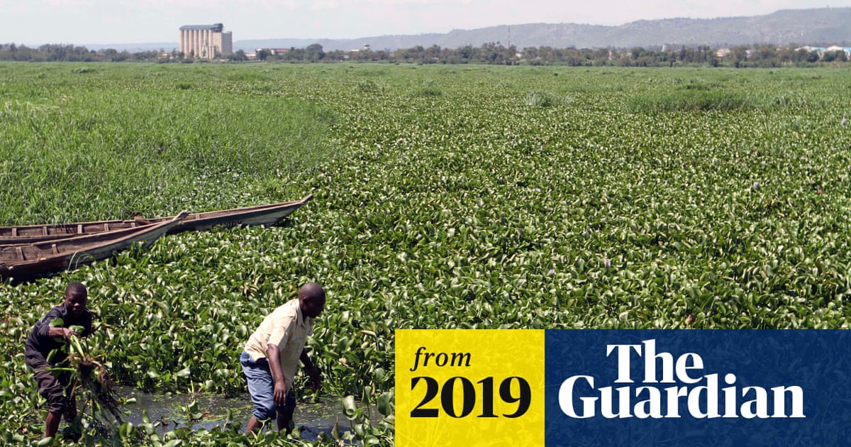 Kenya warms to the water hyacinth as wonder source of biofuel | Gilbert Nakweya