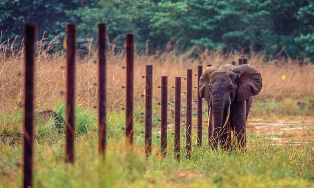 An African forest elephant in Gabon’s Gamba region.